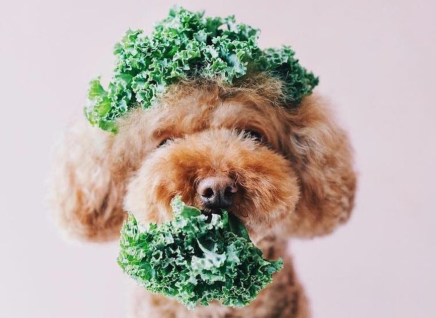 🐶🥬 Kale is a nutrient powerhouse due to the amounts of vitamins A, K, B6 and C, calcium, potassium, copper and manganese it contains. 
You can try adding it to smoothies, marinating it with lemon &amp; adding it to a salad, or even making crispy kale chips! 🥬 // 📸: <a href="/ps/">Pellissippi State</a>.ny 💚