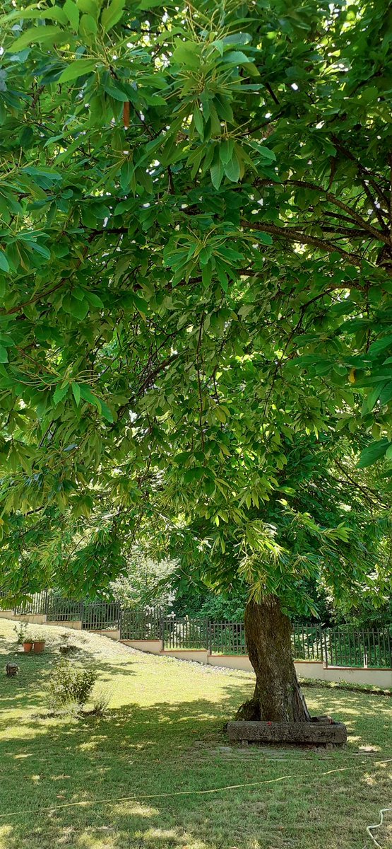 gaia simonetti tweet media