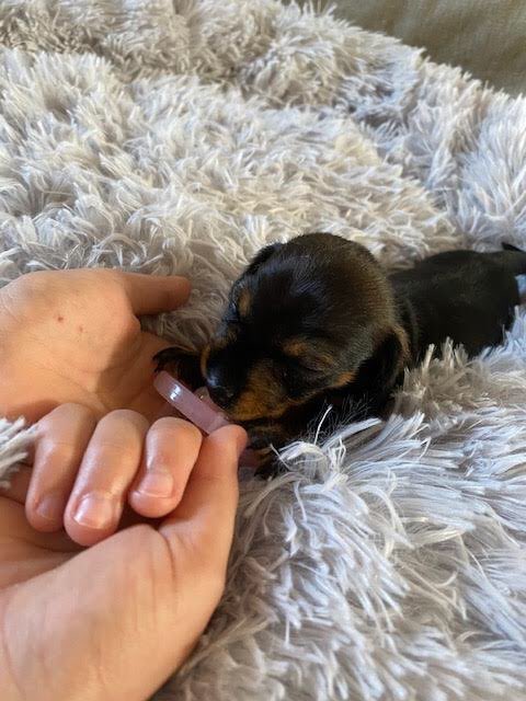 StreetlyYr11x's tweet photo. A huge well done to Amelia in Yr7. She’s spent 2 weeks helping to hand rear a 3 week old miniature daschshund puppy with a cleft lip. She has syringe fed her every 3 hours day and night whilst she awaits to be re homed. What a superstar 💫 @StreetlyAcademy https://t.co/35uqQRcJFr