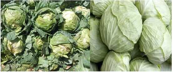 nsi_agriculture's tweet photo. This picture is a simple reflection of how a cabbage leaves the garden, & how the final consumer finds it.
#Post_Harvest_Losses amount for 40% of losses in #SSA.
The first step to ensuring food security and rural farmer profitability is eliminating #PHLs
@UAAKampala
@agribdcu https://t.co/MLwhfuBjM5
