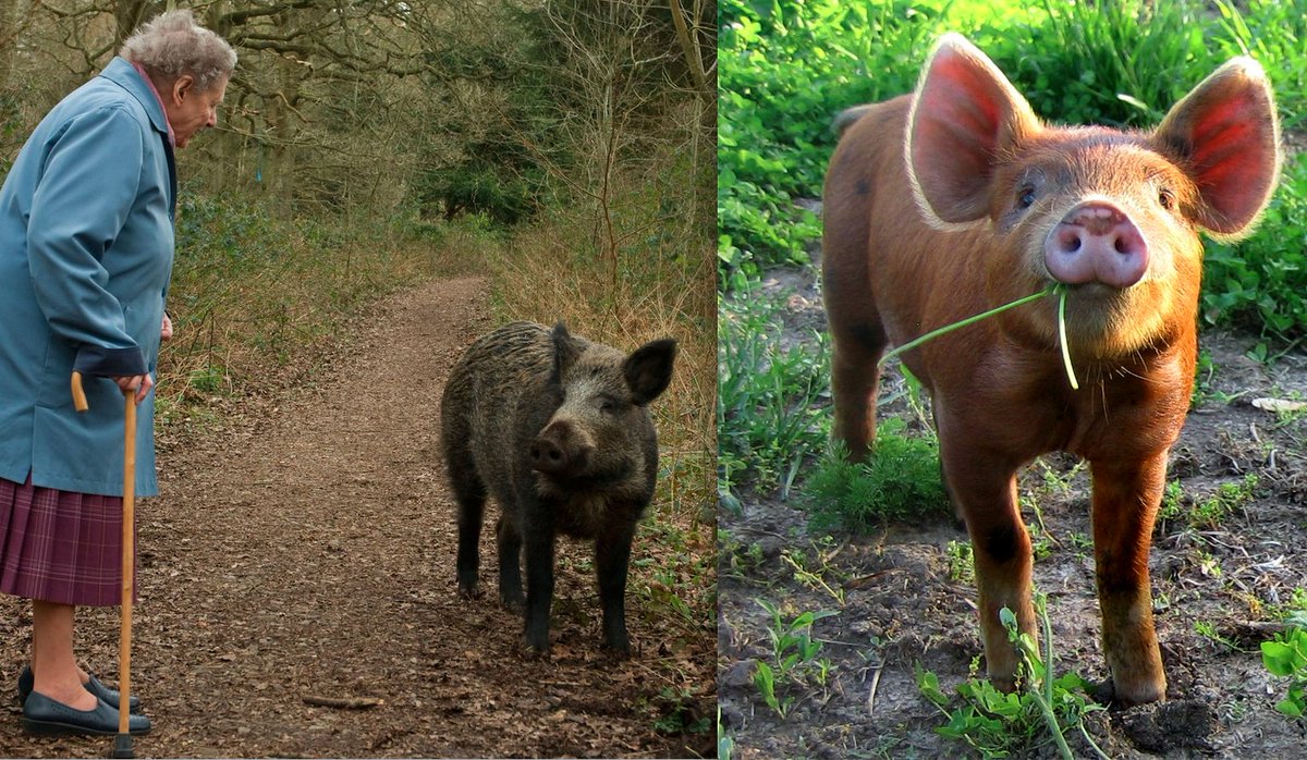1. This is a thread about the wild boar & its wonderful farmland descendant – the humble pig. These animals, when allowed to roam free, create outcomes for nature far richer than many of us might imagine. Here’s why our native diggers are the greatest wildlife gardeners of all.