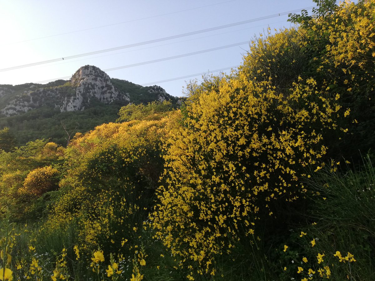dmcsrl's tweet photo. Più famosa è quella leopardiana del #vesuvio, questa, la #ginestra del #taburno. Entrambe hanno, per chi vi scrive, forte il profumo di #casa.
#leopardi #territorio #valorizzazione #panorama #montagna #campania #sud #cultura #digitale
#dmc https://t.co/dgxbfagdFV