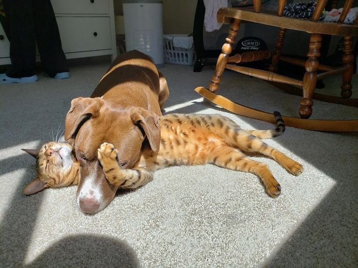 cute_kitten_bot's tweet photo. https://t.co/nw5WtlzuWb