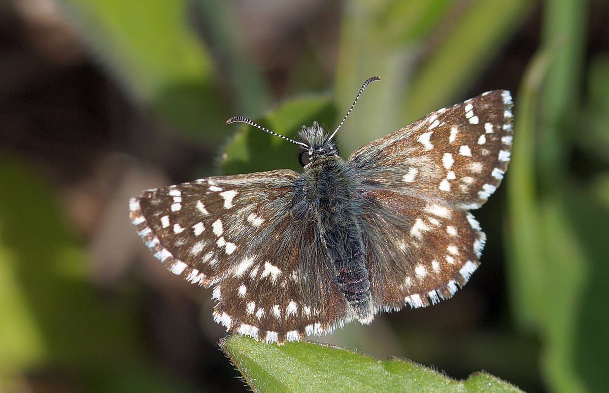 5. The story of the boar & the butterflies is so rich and complex, it’s hard to fit into a tweet, but the presence of boar increases the habitat of many woodland butterflies. Studies show grizzled skipper benefits from boar, which convert coarse grassland to diverse floral mess.