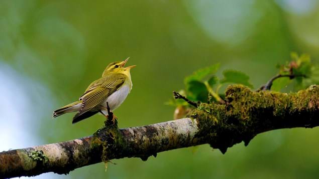 6. Studies in the Sologne have shown birds like the buttercup wood warbler, vanishing fast from the UK, benefit from boar. Through digging, boar rootle rodents from their burrows. Wood warblers will often select such areas in which to nest, to avoid their eggs being eaten.