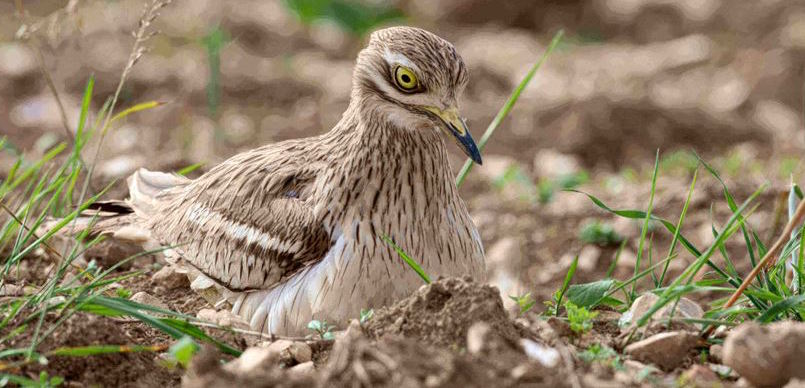 11. A range of other species, such as the stone-curlew, a species dependent on heavily-disrupted soils in which to feed and nest, may once have been ‘boar birds’ too. They have been observed to do well on Suffolk pig-farms & nest around boar diggings in the Mediterranean. © RSPB.
