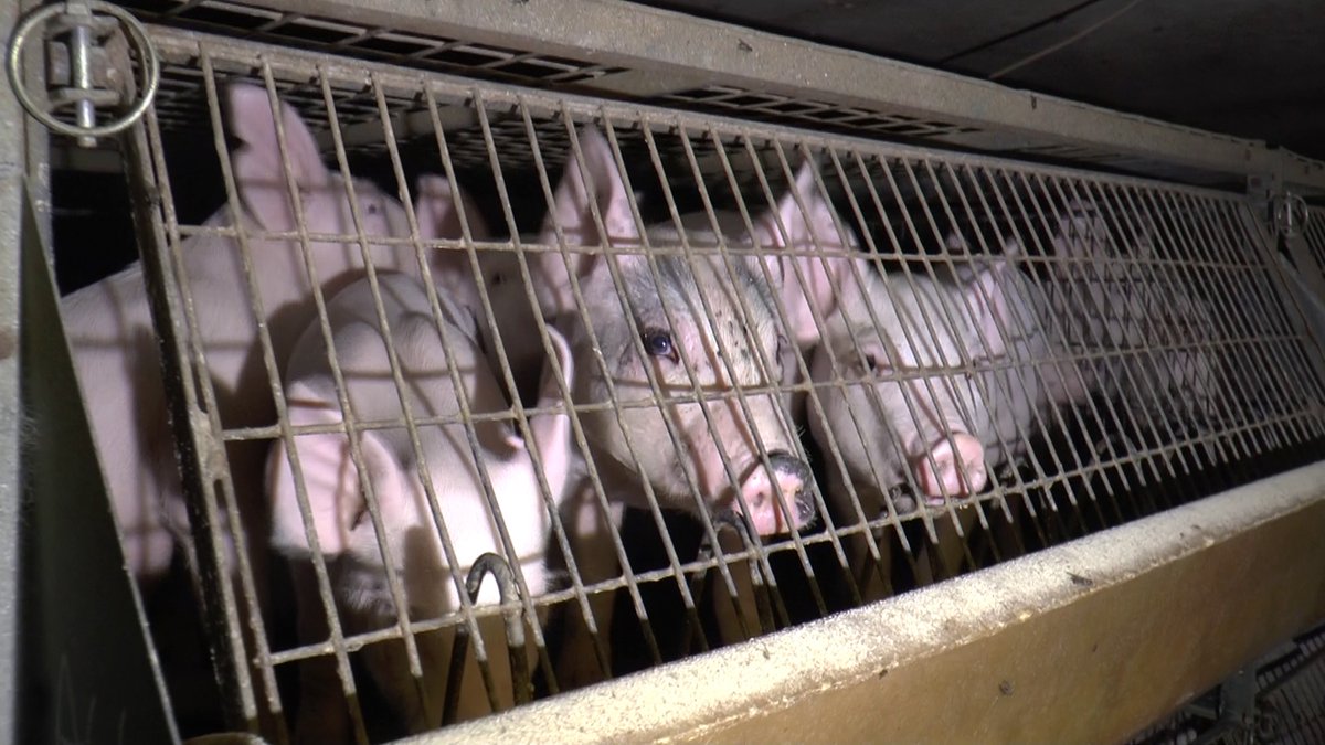 13. Right now, we face a situation where pigs, one of nature’s most intelligent & sensitive mammals, are often kept in conditions like this, here in the UK. It’s inhumane, unnecessary & reflects badly on farmers. It’s time to get pigs back where they belong, beneath an open sky.