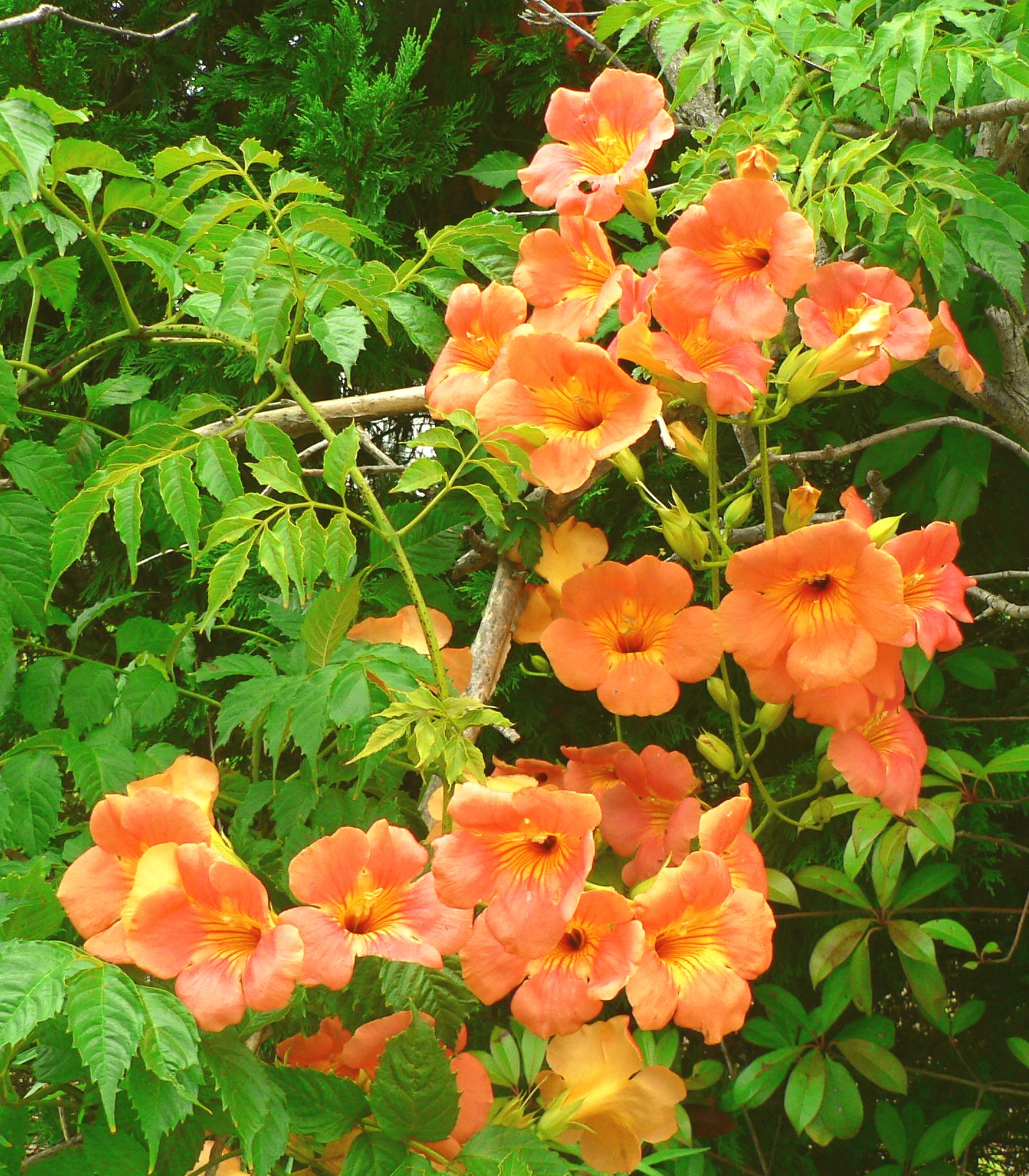 こころんグリーン 近くの空き地に ノウゼンカズラの花が開いていました 大柄の花が咲き乱れています たくさんの花が集まっていて 凄い存在感です ノウゼンカズラ 大柄の花 蔓植物 園芸 ガーデニング 熊本市南区 熊本 初夏の花 初夏