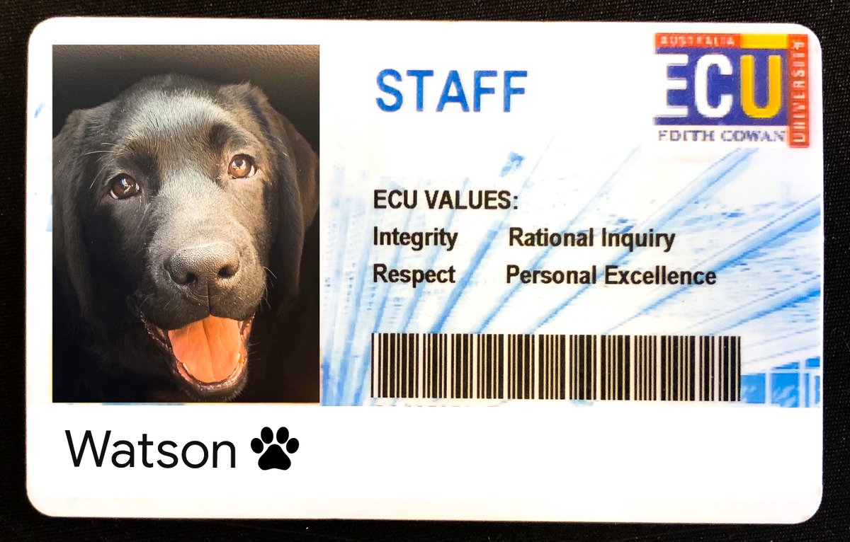 EdithCowanUni's tweet image. 🐾❓ Solving the mystery of what to call our new Paramedic Wellness dog? Elementary, my dear Watson 🕵🏻‍♀️

Follow his journey on Instagram: watsononyourmind