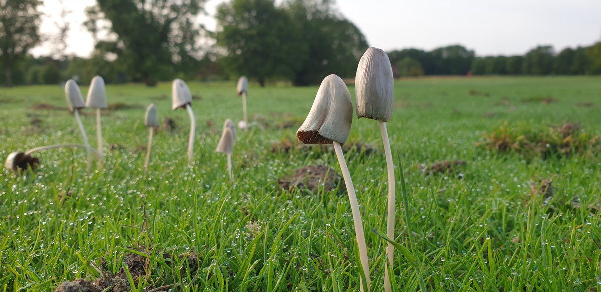 GreenNewenham's tweet photo. Rain+humidity+mycelium=these gis.
#golfcourseecology https://t.co/UsOlpgxiPH