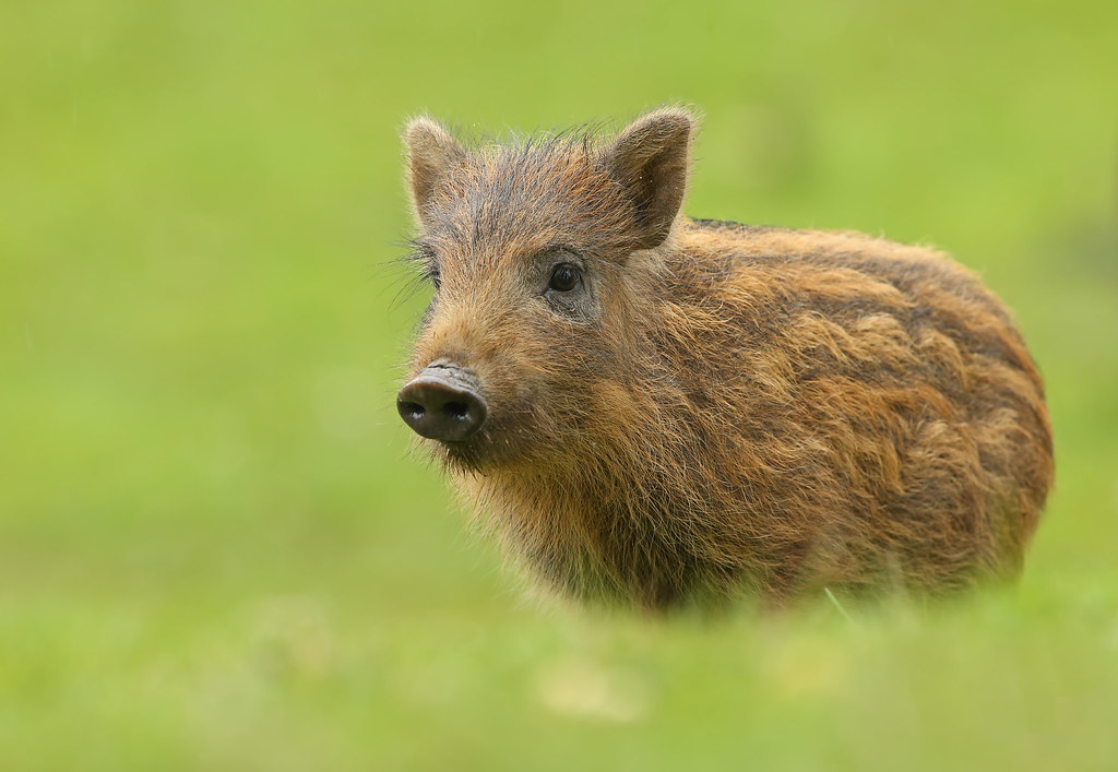 15. Britain’s diggers have a vital role to play in rejuvenating our wildlife & soils. With the right subsidies, determination & imagination, we can surely find more space for boar in our wilder lands & free-roaming pigs on our farms. It’s time for our fellow gardeners to return.