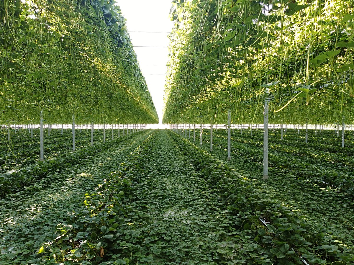 Goed vol te houden tussen het gewas. Aangename temperatuur en beter dan buiten 😅