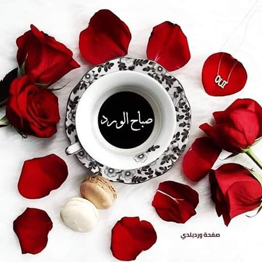 صباحكم فل وورد