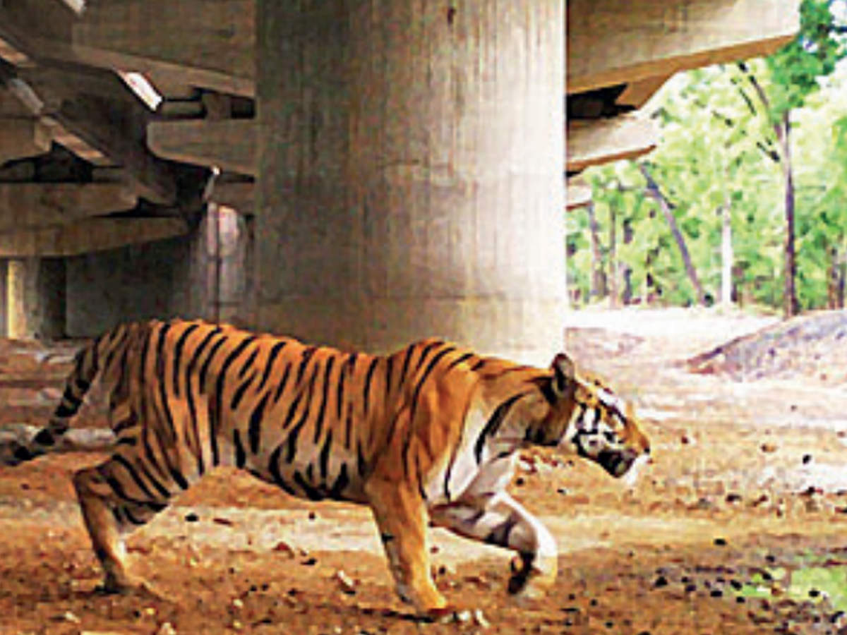 Tijger in een 'highway underpass' in India. https://m.timesofindia.com/city/nagpur/maharashtra-5450-wild-animals-used-safe-highway-underpasses/amp_articleshow/73998115.cms