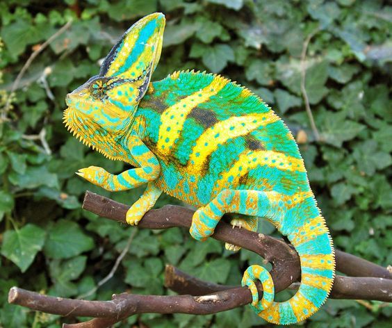 Chameleons