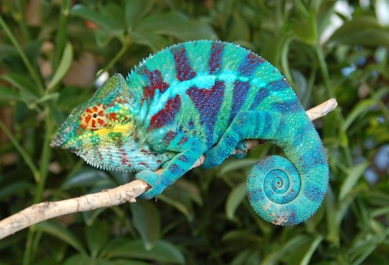 Chameleons