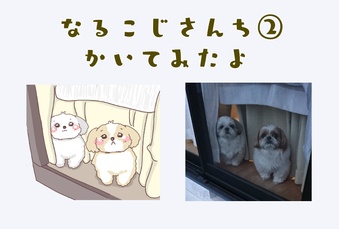 ✨シーズー✨さん専用