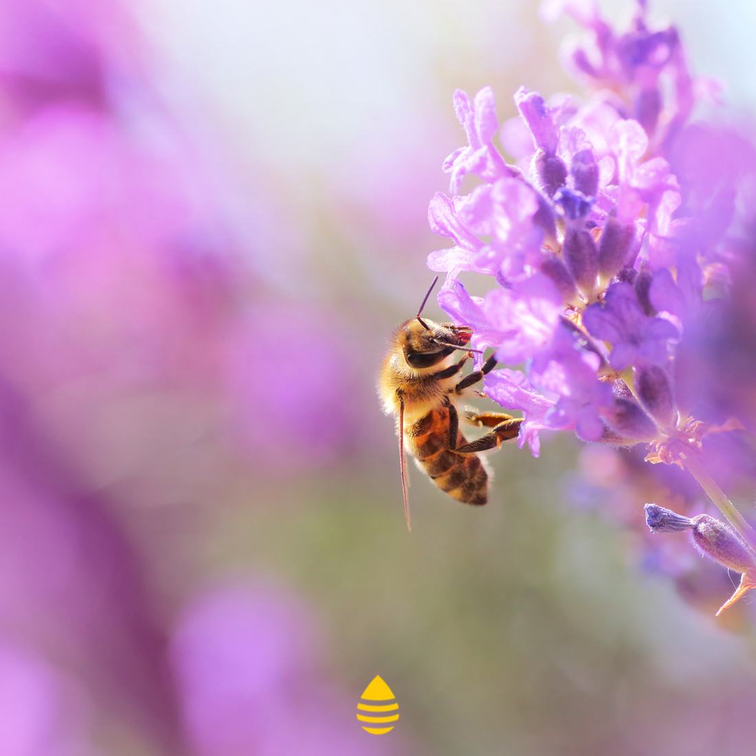 Özenle çalışan arılarımız Anadolu’nun çiçek zenginliğini tüm lezzetiyle sofralarınıza getiriyor. Tüm ürünlerimizi görmek ve sipariş vermek için balgurmesi.com adresini ziyaret edebilirsiniz. #AnavarzaBal #Anavarza #Bal #Adana #Kozan #Haziran #June