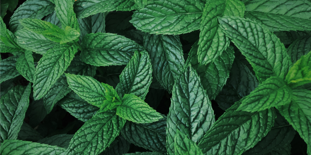 ManeKancor's tweet photo. The Early Mint Technology introduced in #Kancor in association with #CIMAP has helped farmers get more yield, with lesser #plantingmaterials, #irrigationefforts, cost of cultivation, as compared to #conventionalmethods.
Know more: https://t.co/TGaQo7GZXD
#mane #mint #mintfarm https://t.co/XZIFN67m5P