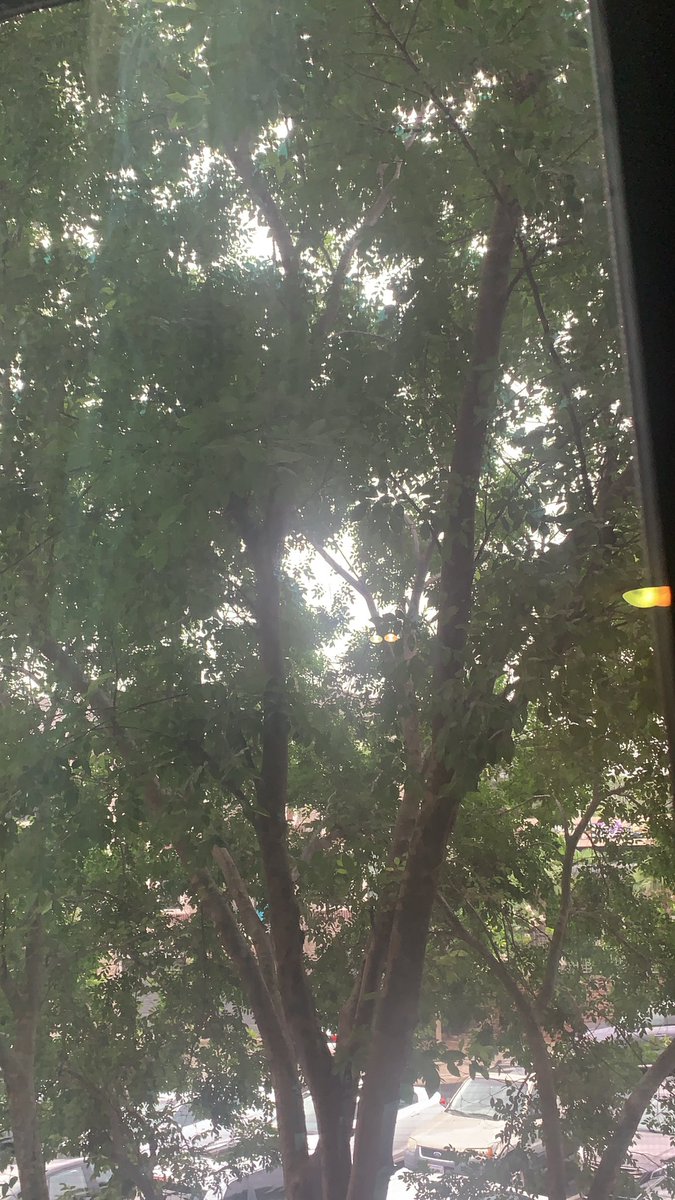 amberoneal1's tweet image. #positivetweets look at this lovely tree outside the window 🌲