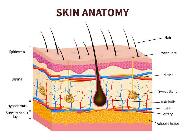 But just before we jump to VITILIGO...A Little Introduction...The human skin is divided into 3 layers;• EPIDERMIS• DERMIS- It contains hair follicles, blood vessels and nerves• HYPODERMIS- Innermost layer that contains fat and tissues and links the skin to the muscles