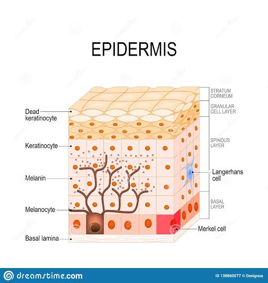 • What About The EPIDERMIS?- It's the outermost layer of the skin and it contains cells such as;1. KERATINOCYTES- They give the skin its toughness2. MELANOCYTES- They produce a pigment called melanin that gives the skin its color.A little more about MELANIN...