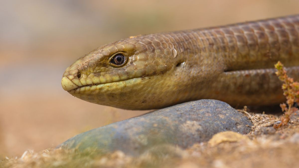 and yet it moves lizard and yet it moves lizard