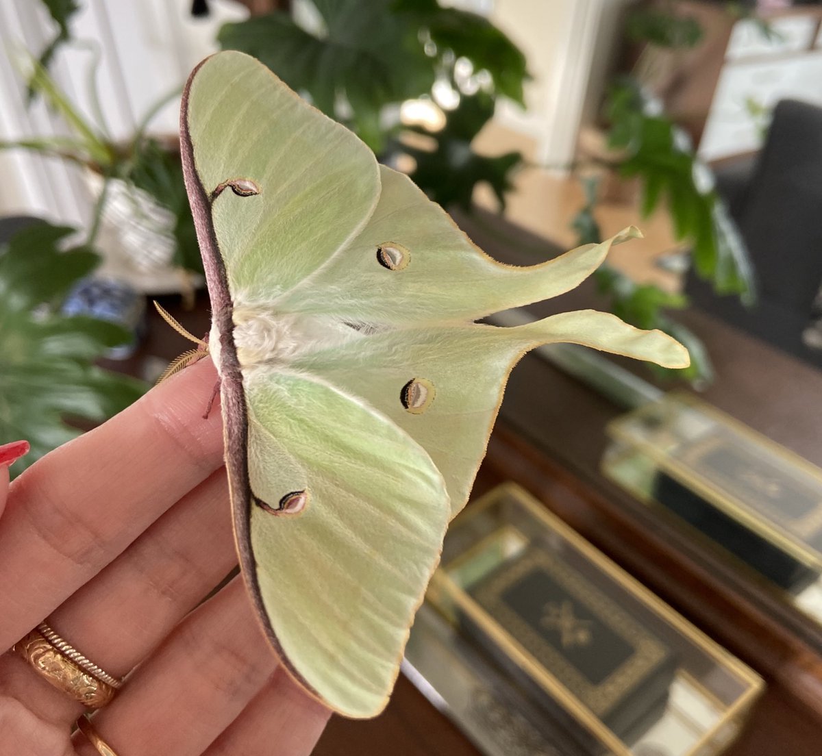 Soft and fluffy and very round