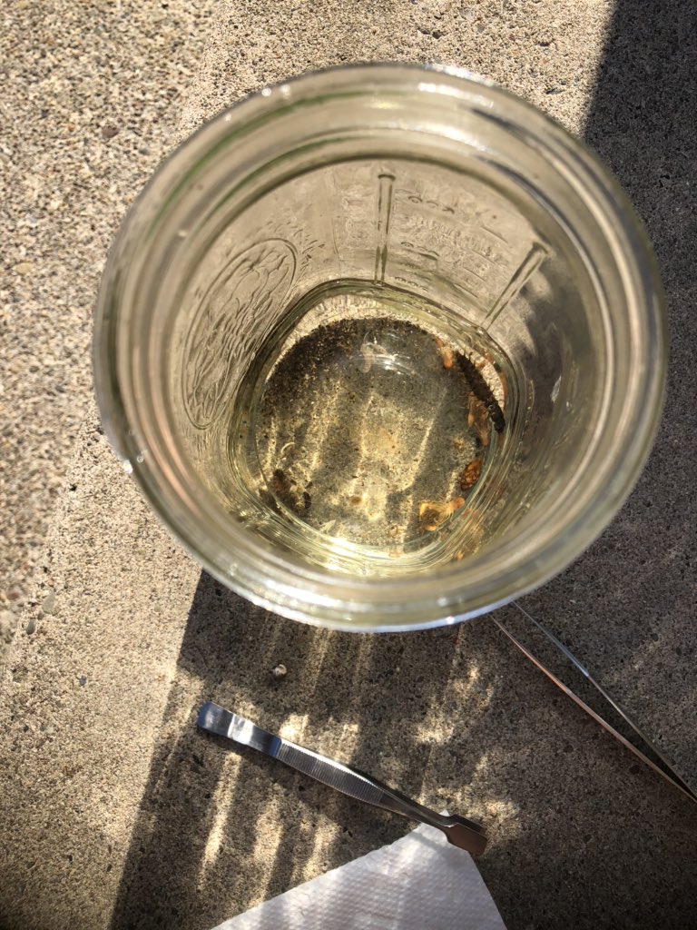 Patch_The_Medic's tweet image. Gotta pull the last couple macros so i can pin them (kdhdgdffsgs) Entomology final pres today &amp;gt;:’) #PercysLab #Bugclass