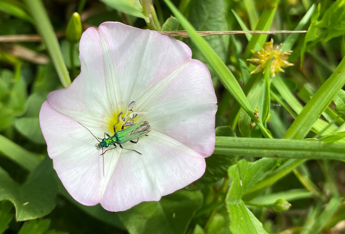 PTES's tweet photo. A beautiful female Thick-legged flower beetle 💚 What insects have caught your eye today? 

Get your free e-pack and help insects in your garden today: https://t.co/as9IS6v6Bi

#NIW2020 #InsectWeek #InsectChampion https://t.co/lIqR6OblRq
