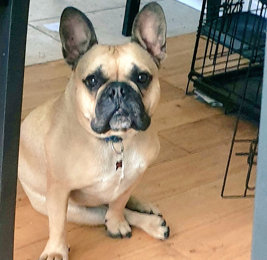 Can Dogs Eat Balsamic Vinegar