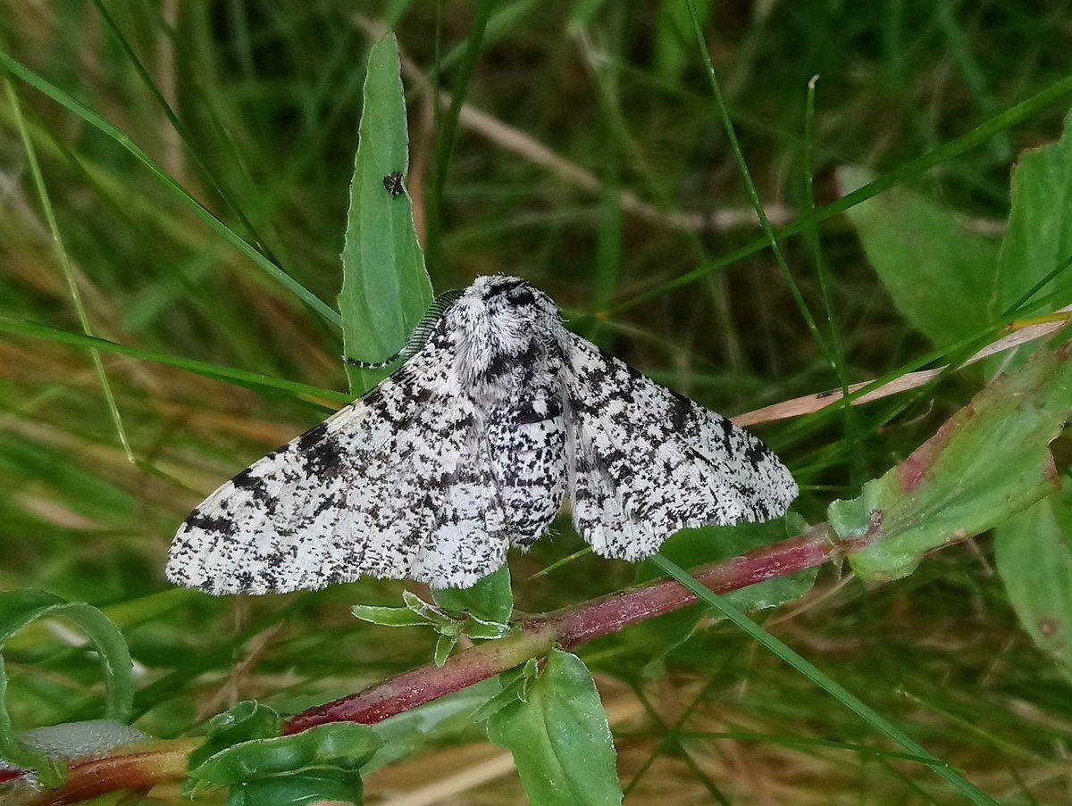 Three Peppered moths on the #garden trap this morning! Such stunning moths. Look at those lovely feathered antennae. #teammoth #lepidoptera #MothsMatter #Fife #30DaysWild