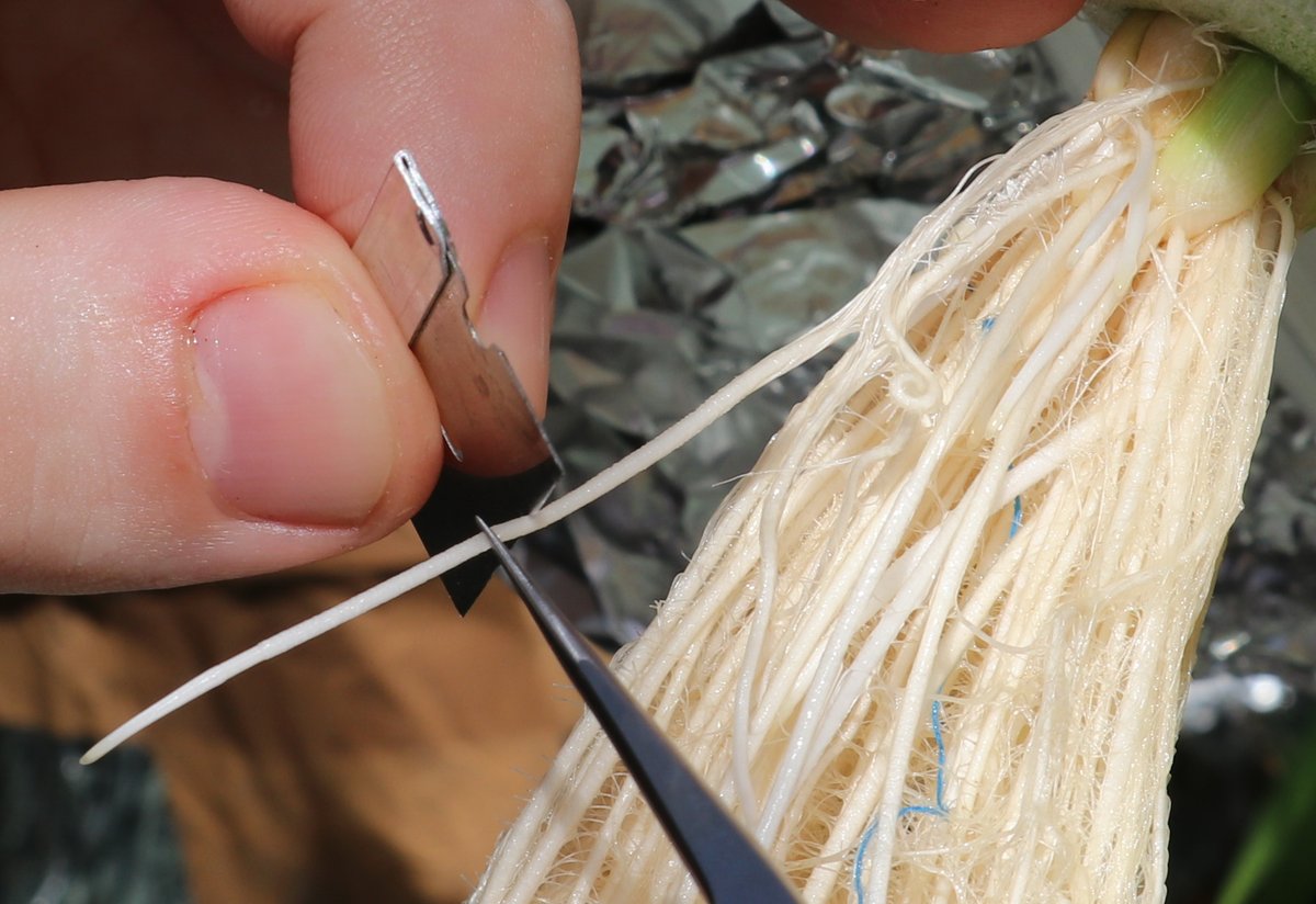 FBL_UCPH's tweet image. Another BSc defense! Trine showed that plant roots which have a barrier to radial oxygen loss are also resilient to water loss. Transferring this trait from wetland plants to crops such as barley and wheat which do not have root barriers may improve their resistance to drought.