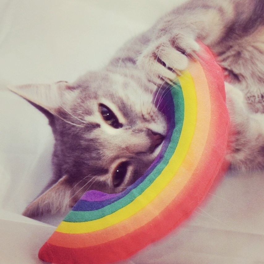 AmazingAcroCats's tweet image. Happy #PrideMonth! It's Bowie's Purrthday month too! He's already celebrating both with a pawsome @YeowwwCatnip rainbow recently donated by a fan. How are mew celebrating this month? 🏳️🌈
#acrocats #rockcatsrescue #cats #rescuecats #Pride #loveislove #LoveWins
