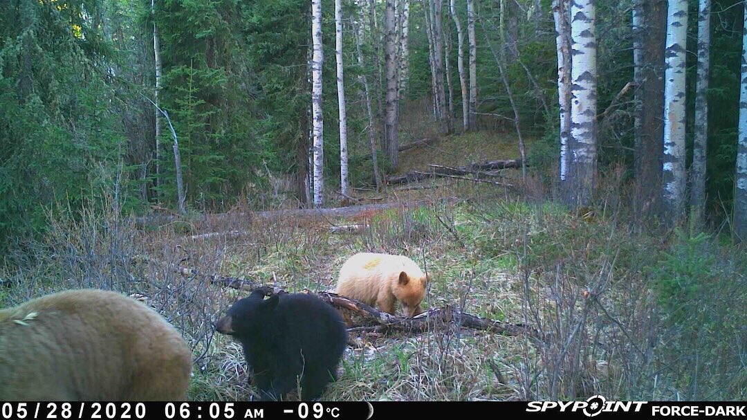 bushcamp2's tweet image. Now this is AWESOME!!  A brown black bear sow with black &amp;amp; blonde cubs!!  That is one healthy looking mama!