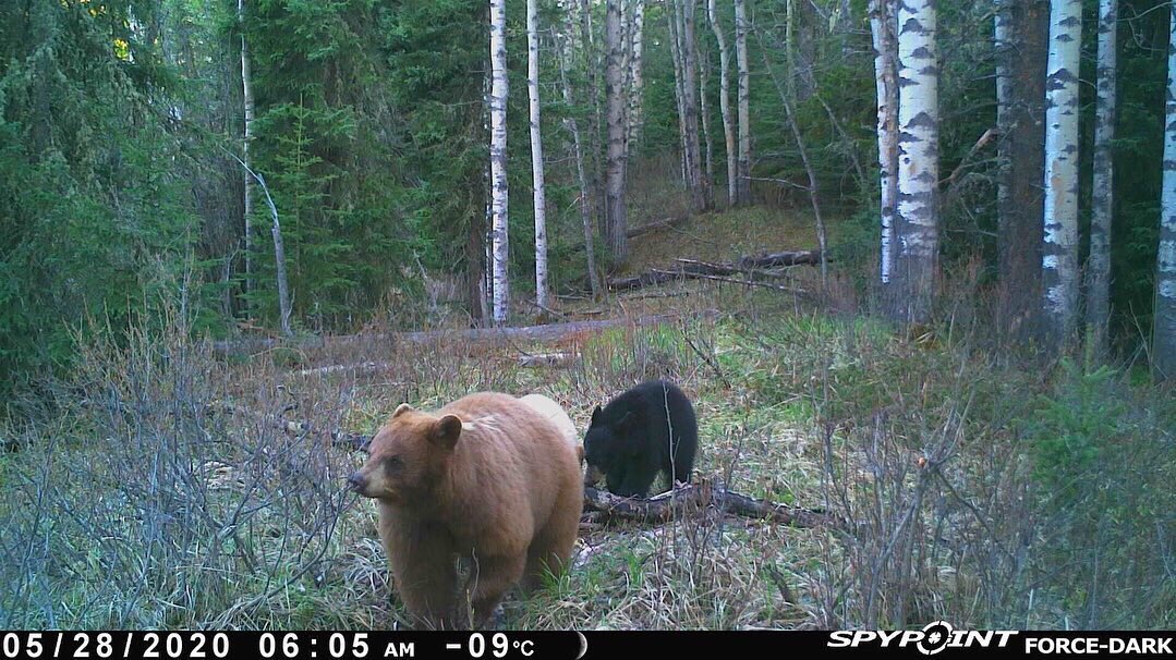 bushcamp2's tweet image. Now this is AWESOME!!  A brown black bear sow with black &amp;amp; blonde cubs!!  That is one healthy looking mama!