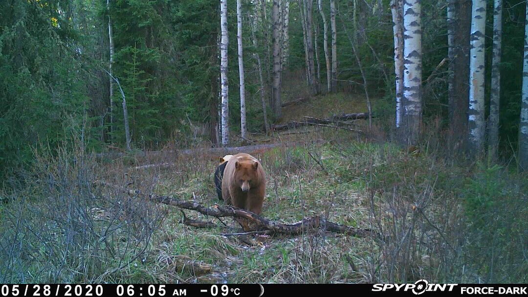 bushcamp2's tweet image. Now this is AWESOME!!  A brown black bear sow with black &amp;amp; blonde cubs!!  That is one healthy looking mama!
