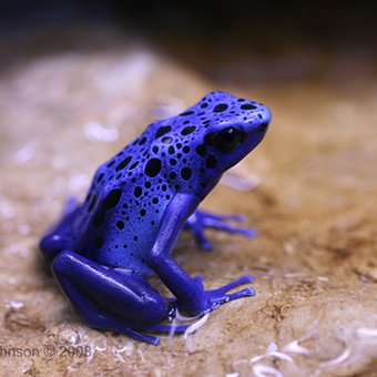 Ok the most aesthetically pleasing animals are, objectively: Poison dart frogs