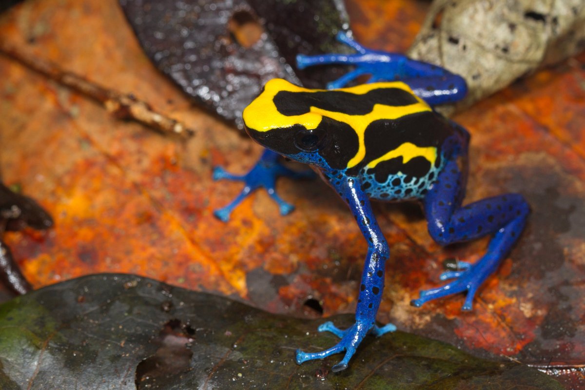 Ok the most aesthetically pleasing animals are, objectively: Poison dart frogs