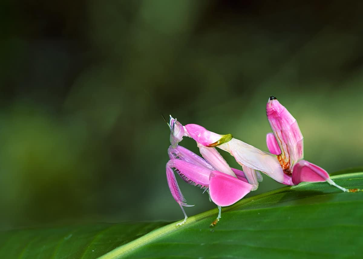 Orchid + flower mantises