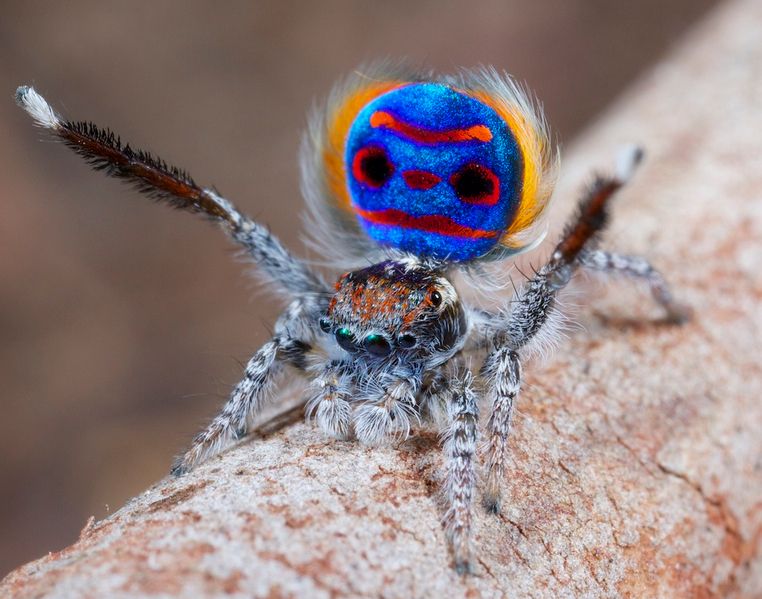 Peacock spiders