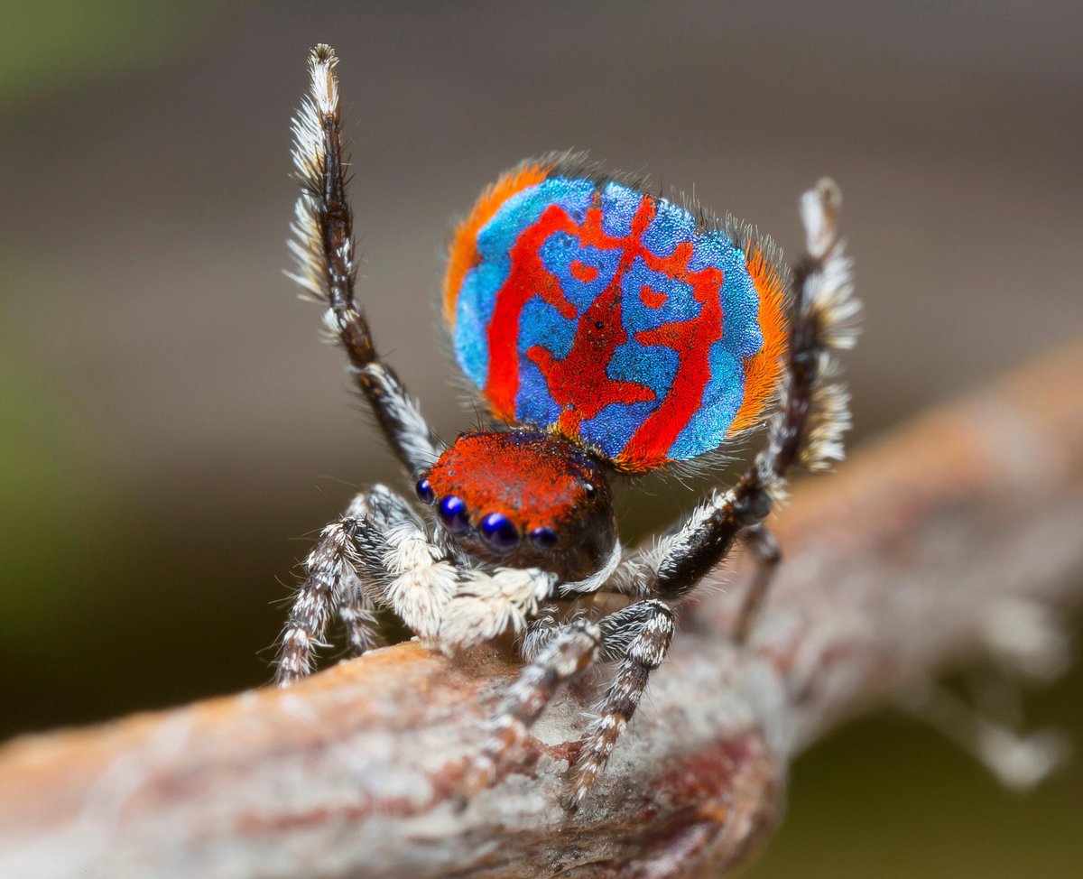 Peacock spiders