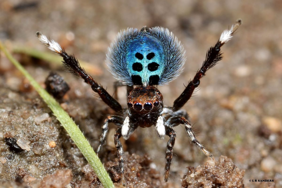 Peacock spiders