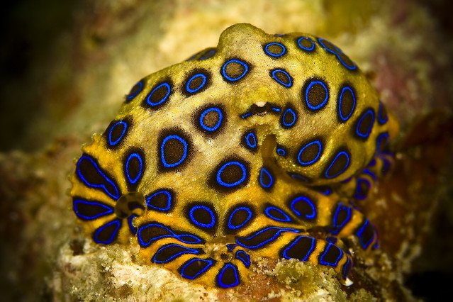 Blue-ringed octopi (teeny and adorable but extremely venomous!)