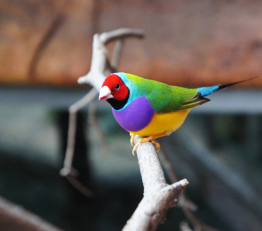Gouldian finches