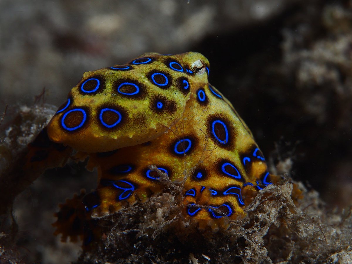 Blue-ringed octopi (teeny and adorable but extremely venomous!)