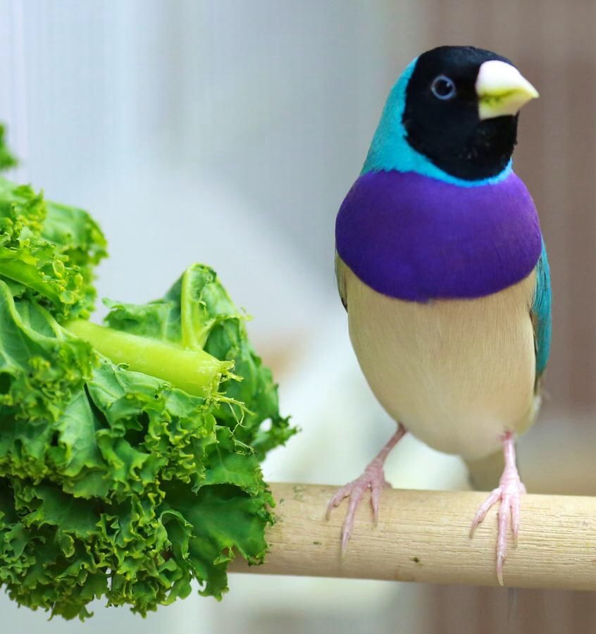 Gouldian finches