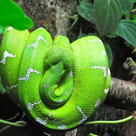 Emerald tree boas