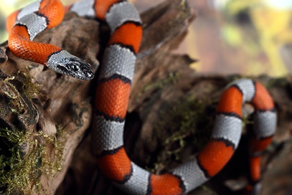 Coral snakes and knockoffs