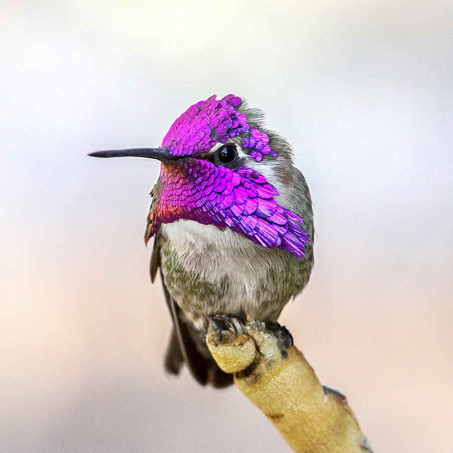 Hummingbirds